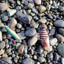 千本浜でジグサビキ！