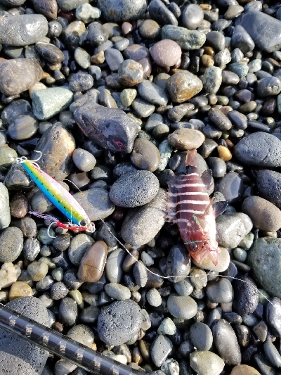 千本浜でジグサビキ！