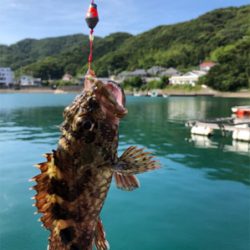 サビキで豆アジ