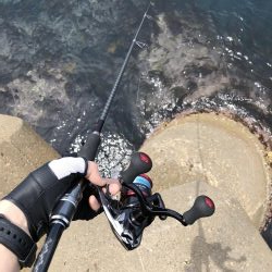 アオリ高活性!!