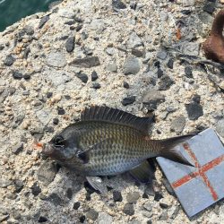 ニードルフィッシュ