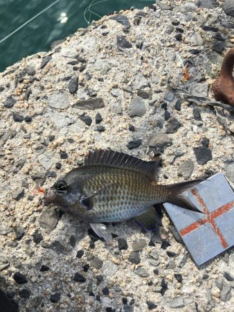 ニードルフィッシュ