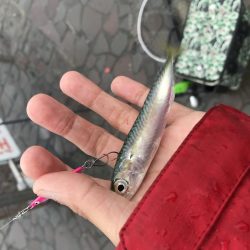 表、奥浜名湖満喫！