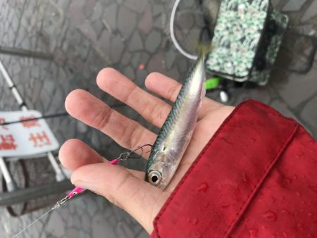 表、奥浜名湖満喫！