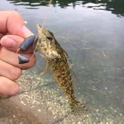 バスのワームで