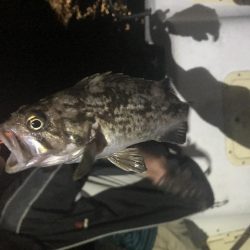 名港ボートマゴチ・根魚