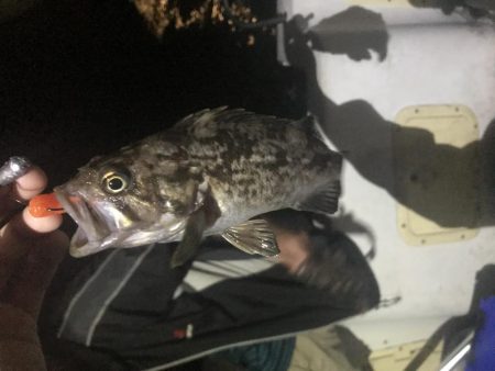 名港ボートマゴチ・根魚