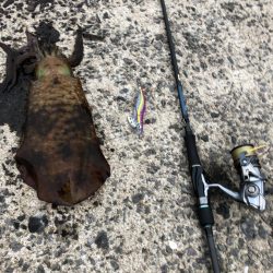 春イカエギング