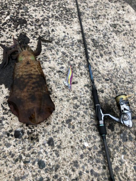 春イカエギング