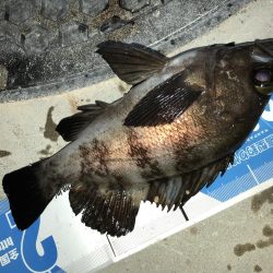 メバリングフィーバーナイト