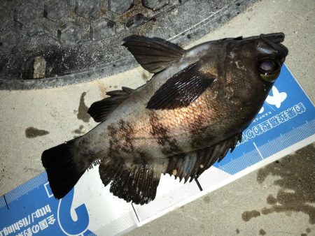 メバリングフィーバーナイト