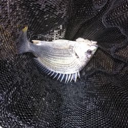 チヌ高活性！しかし…