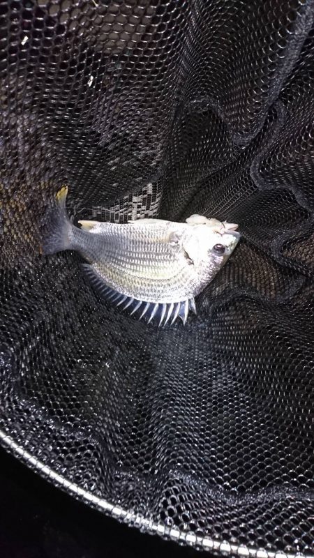 チヌ高活性！しかし…