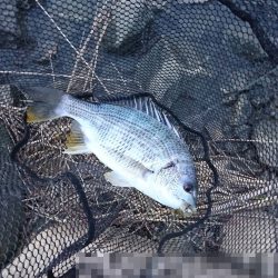 チヌは元気でも…