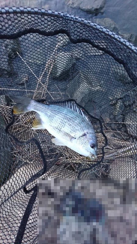 チヌは元気でも…