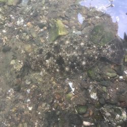 勝浦浜橋下でソゲ