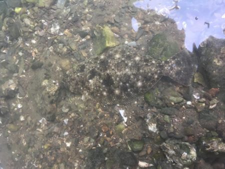 勝浦浜橋下でソゲ