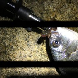 淀川チニング劇シブ&持ち主探してます!