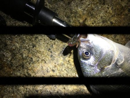 淀川チニング劇シブ&持ち主探してます!