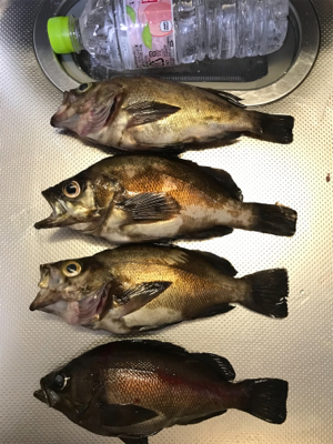 夜釣りでストレス発散