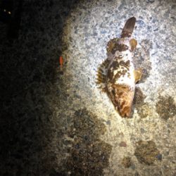 親父たちの釣行 舞鶴代2弾