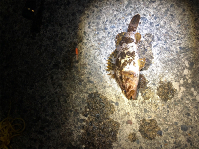 親父たちの釣行 舞鶴代2弾