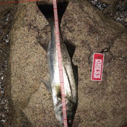 ランカー!と思いきや、、