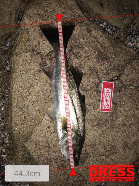 ランカー!と思いきや、、