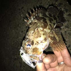 メバル プラッキング