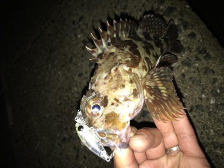 メバル プラッキング