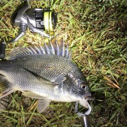 チニング 今年初の40オーバー