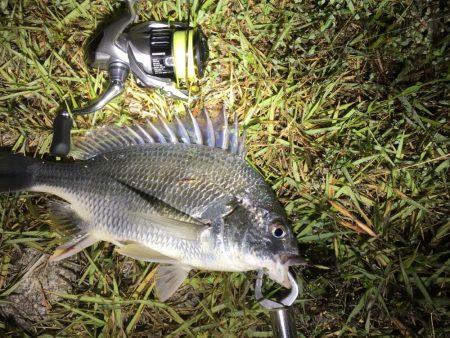 チニング 今年初の40オーバー