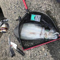 深夜～朝まづめのアオリ