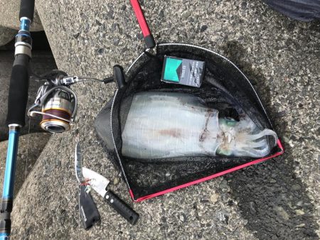 深夜～朝まづめのアオリ