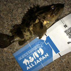 メバリング連投