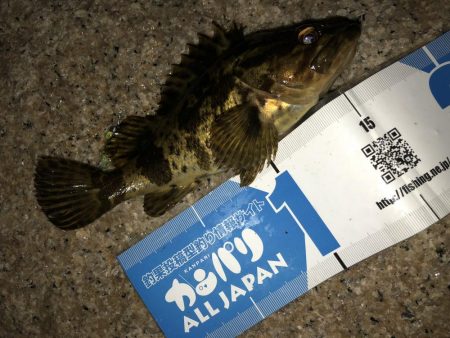 メバリング連投