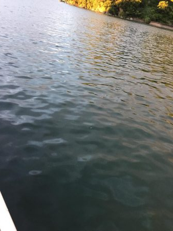 シャローエリア春イカエギング