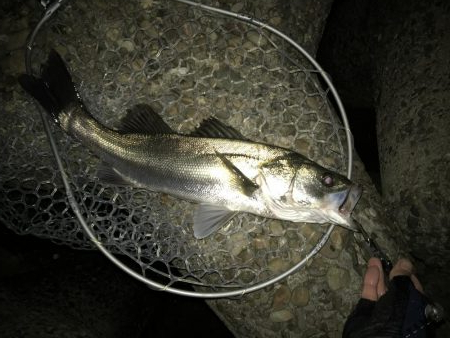 リアクションバイト