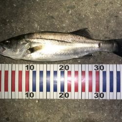 ひさびさシーバス