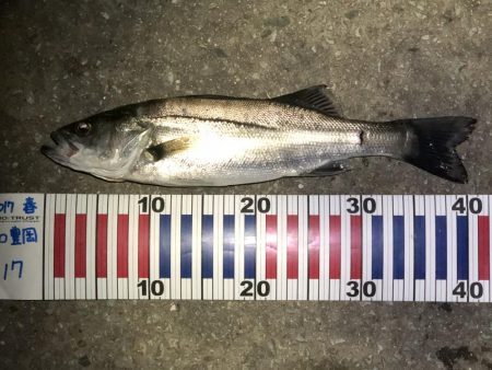 ひさびさシーバス