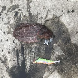 コウイカちゃん^ ^