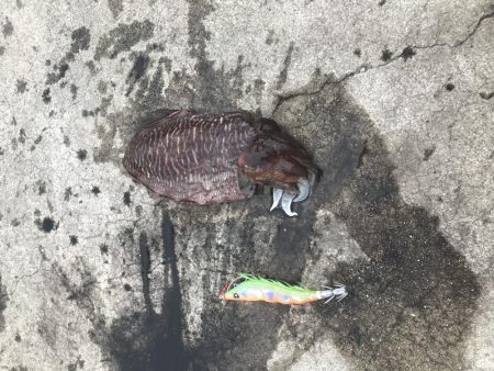 コウイカちゃん^ ^