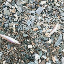 大神子でキス2桁