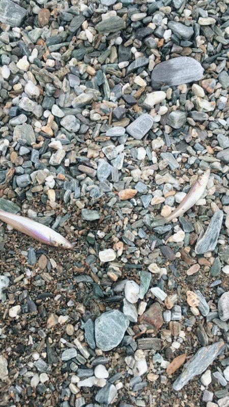 大神子でキス2桁