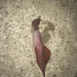 初めてのイカ釣り