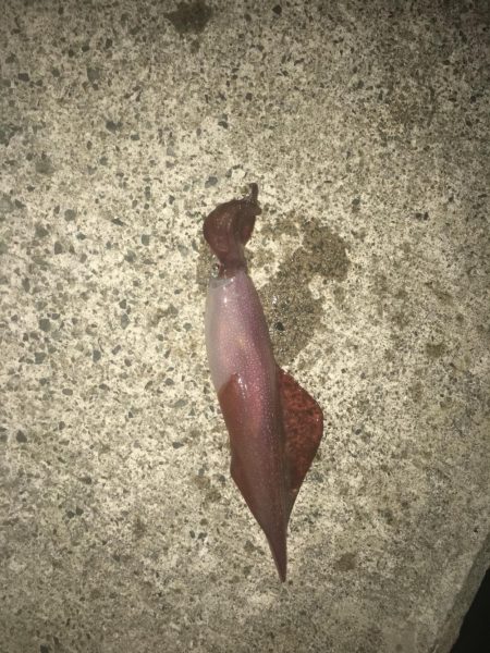 初めてのイカ釣り