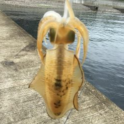 雨上がり決死隊