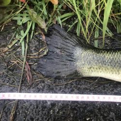 59cm！！ウエイト測ってないけど、痩せてるー