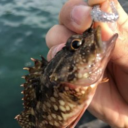 ちょこっとフィッシング!