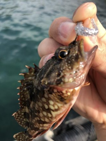 ちょこっとフィッシング!